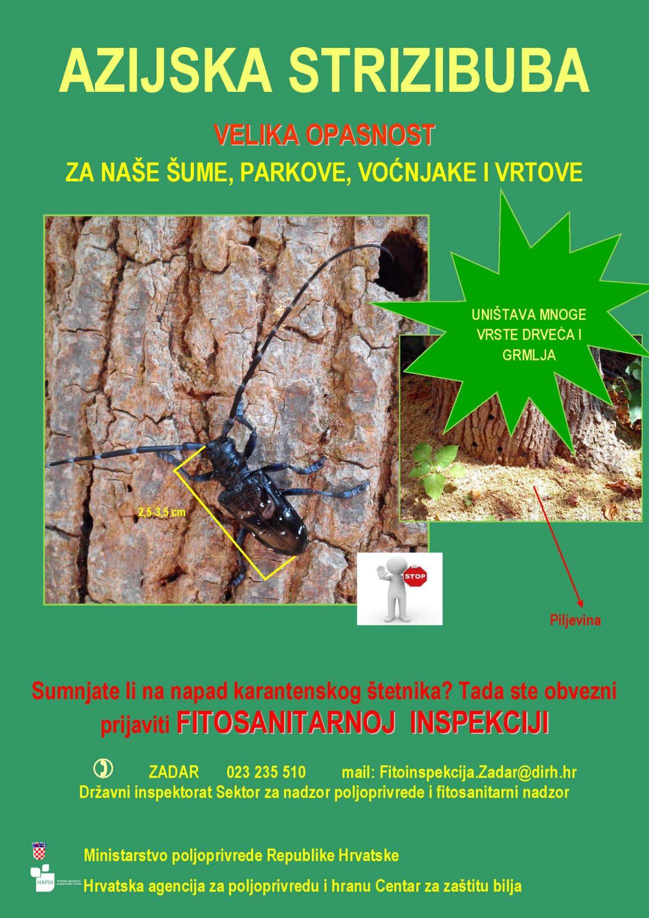 Započela provedba mjera eradikacije stabala zaraženih štetnim organizmom Anoplophora chinensis (Forster 1771)